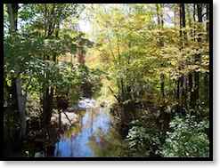 wildpond